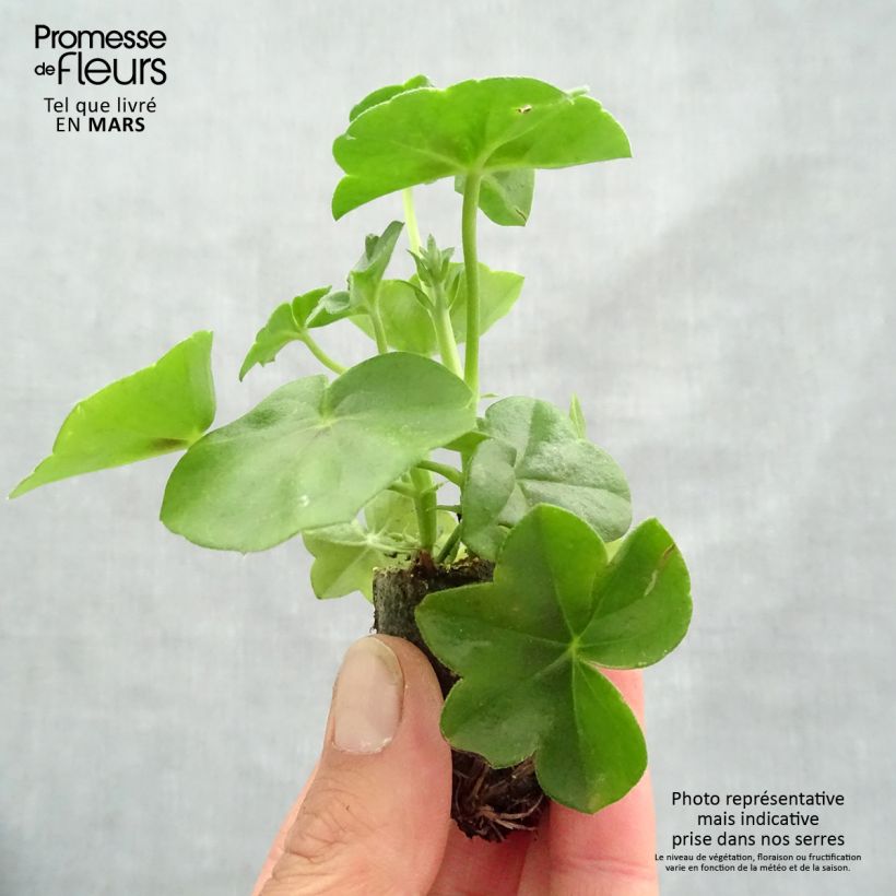 Spécimen de Géranium lierre double Big 5 Amethyst - Pelargonium peltatum  Mini-motte 3,5 cm tel que livré au printemps