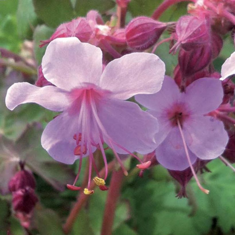 Géranium vivace macrorrhizum Olympos (Floraison)