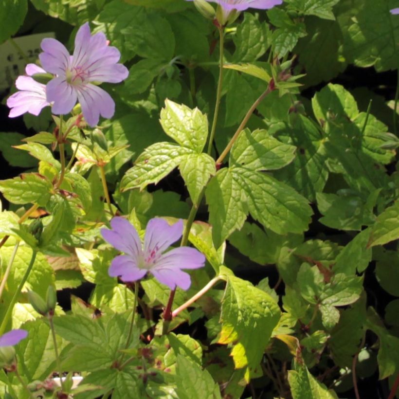 Geranium vivace nodosum Simon - Géranium noueux (Feuillage)