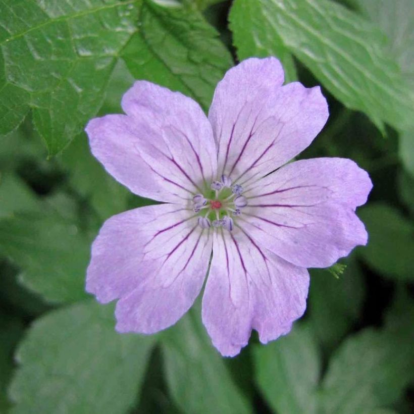 Geranium vivace nodosum Simon - Géranium noueux (Floraison)