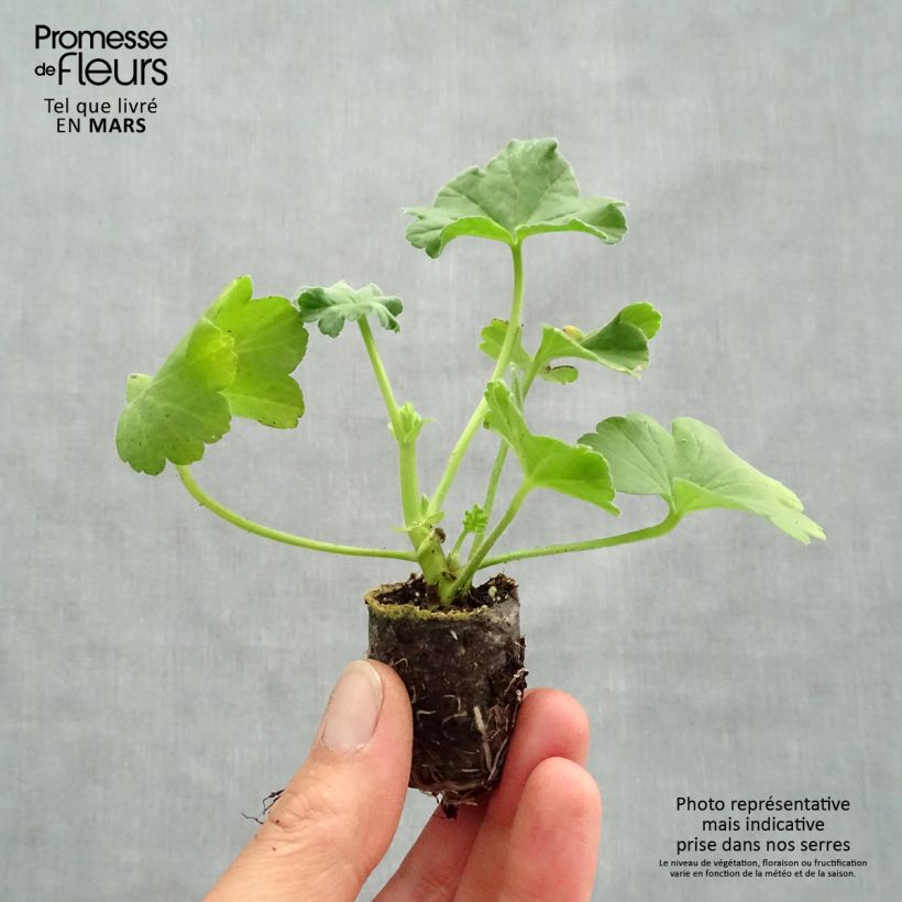 Spécimen de Géranium odorant - Pelargonium citriodorum Mini-motte 2,,3 cm tel que livré au printemps