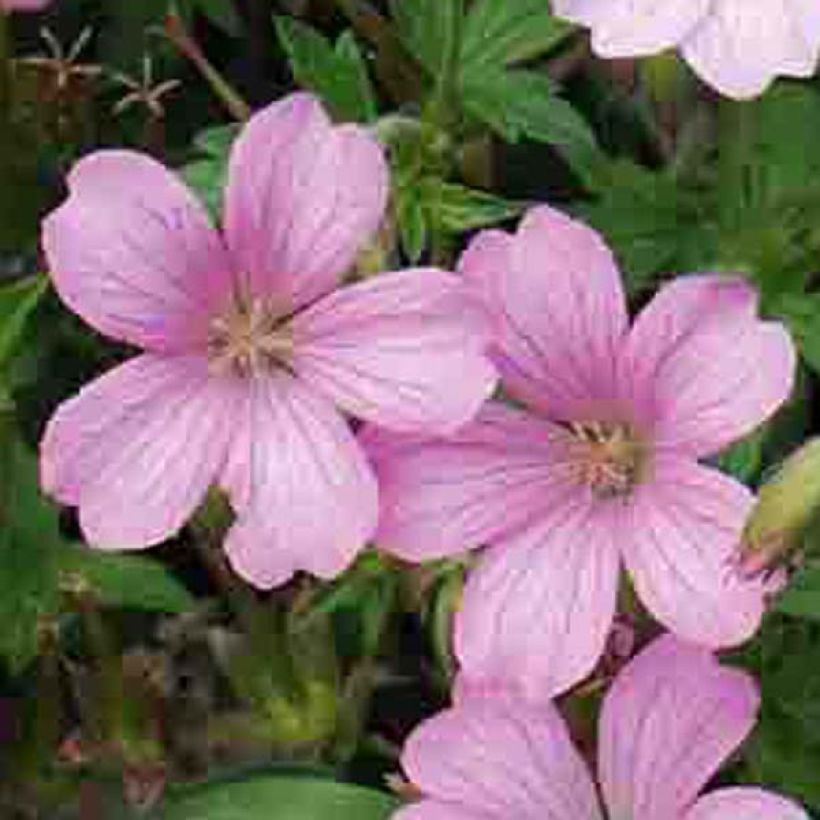 Géranium vivace oxonianum Hollywood (Floraison)