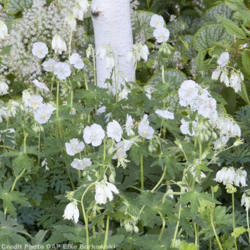 Géranium vivace phaeum Album (Port)