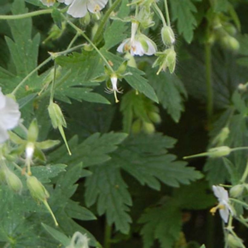 Géranium vivace phaeum Album (Feuillage)