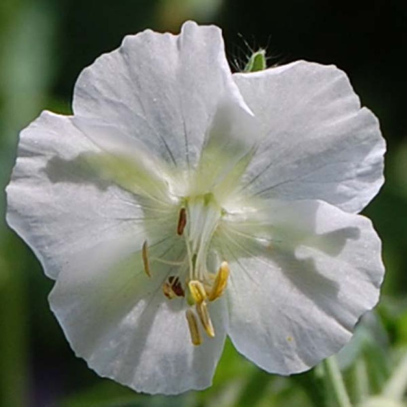 Géranium vivace phaeum Album (Floraison)