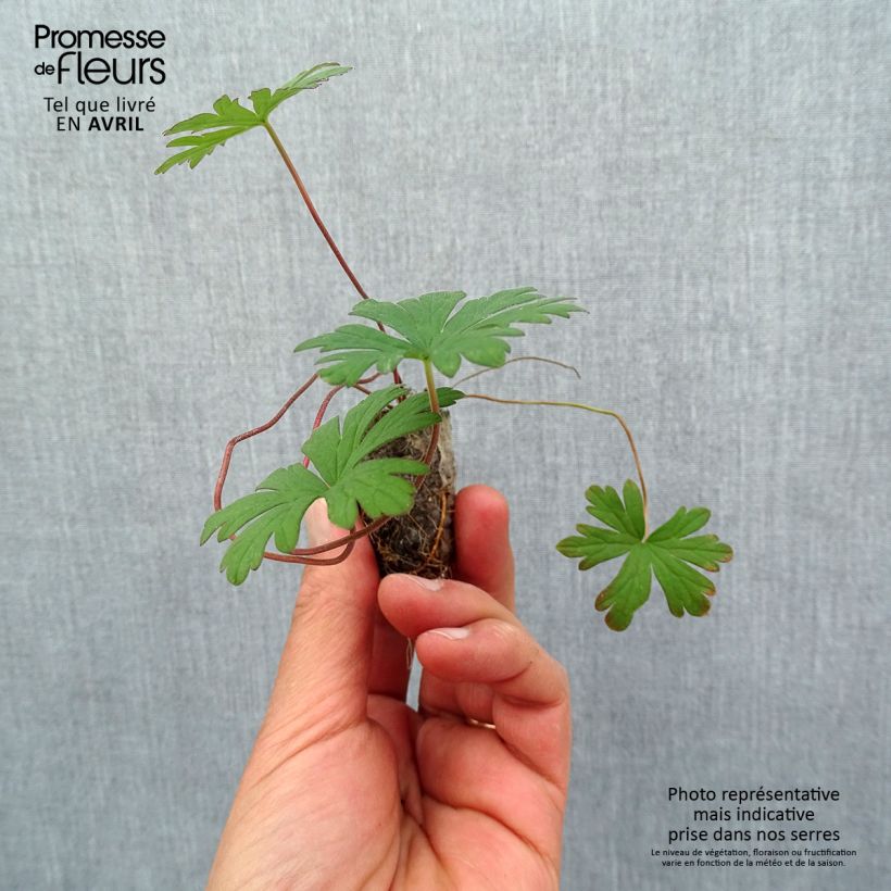 Spécimen de Geranium pratense Else Lacey - géranium des prés - minimotte tel que livré au printemps
