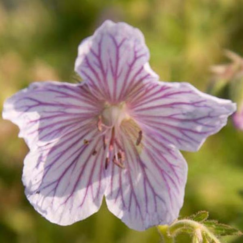 Géranium vivace pratense Ilja - Géranium des près (Floraison)