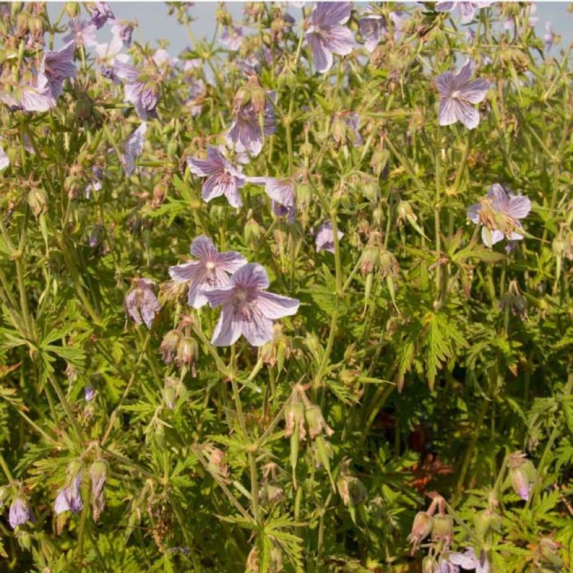 Géranium vivace pratense Ilja - Géranium des près (Port)