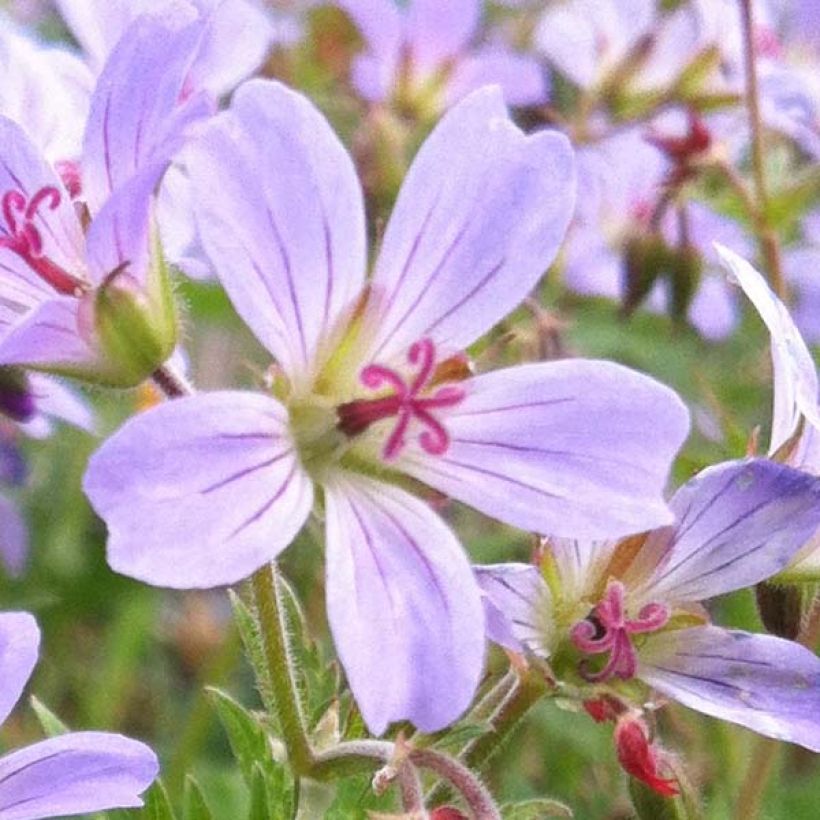 Geranium vivace Prélude (Floraison)