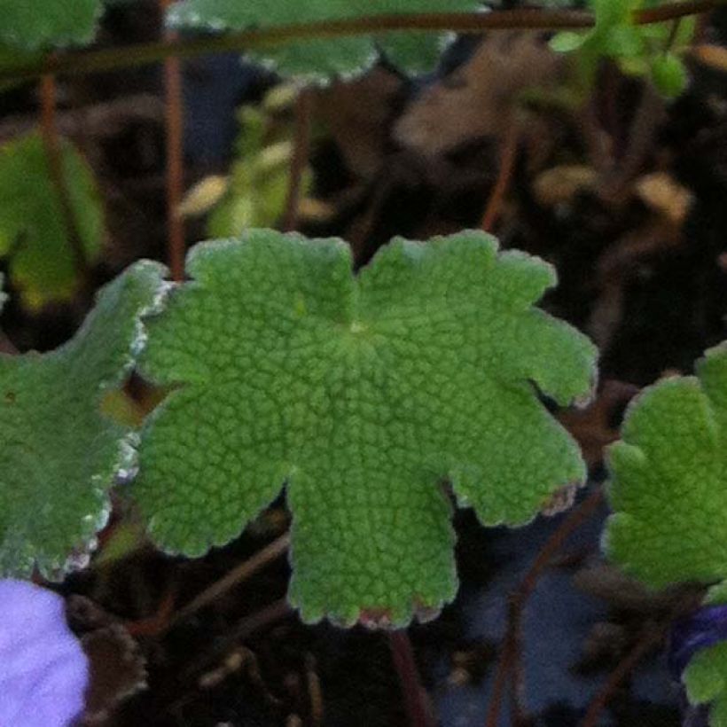 Géranium vivace renardii Tcschelda (Feuillage)