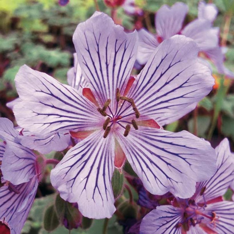 Géranium vivace renardii Tcschelda (Floraison)