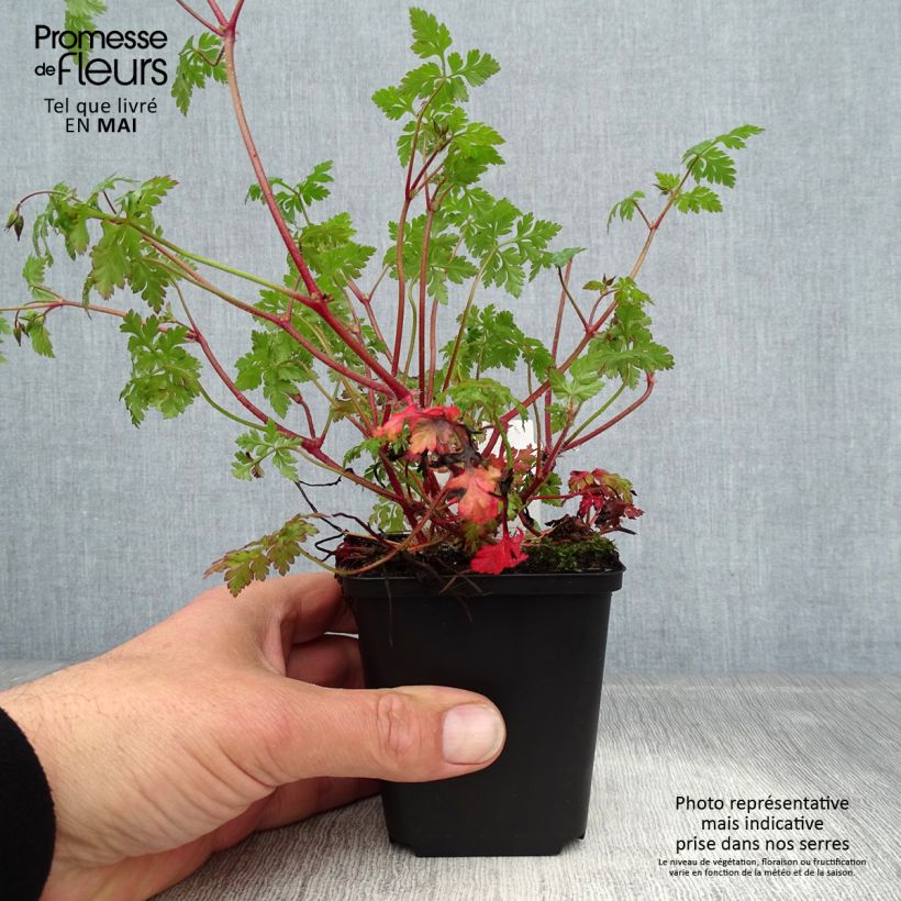 Spécimen de Geranium robertianum - Géranium Herbe à Robert  tel que livré au printemps