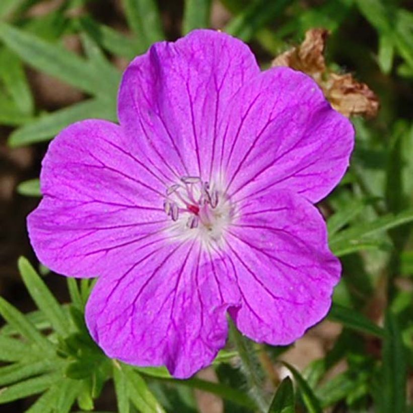 Géranium vivace sanguineum (Floraison)