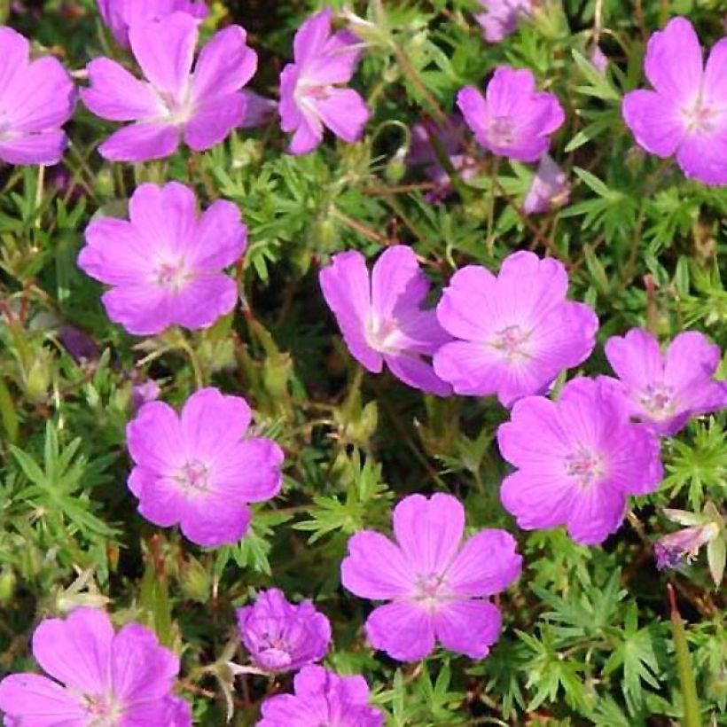 Géranium vivace sanguineum Aviemore (Feuillage)