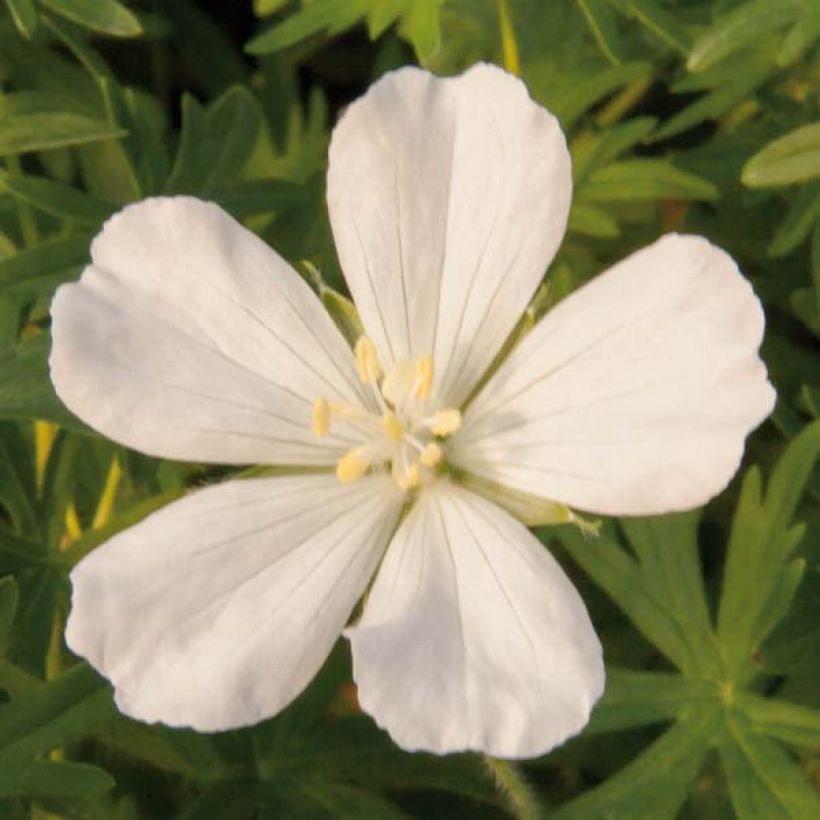 Geranium vivace sanguineum Album (Floraison)