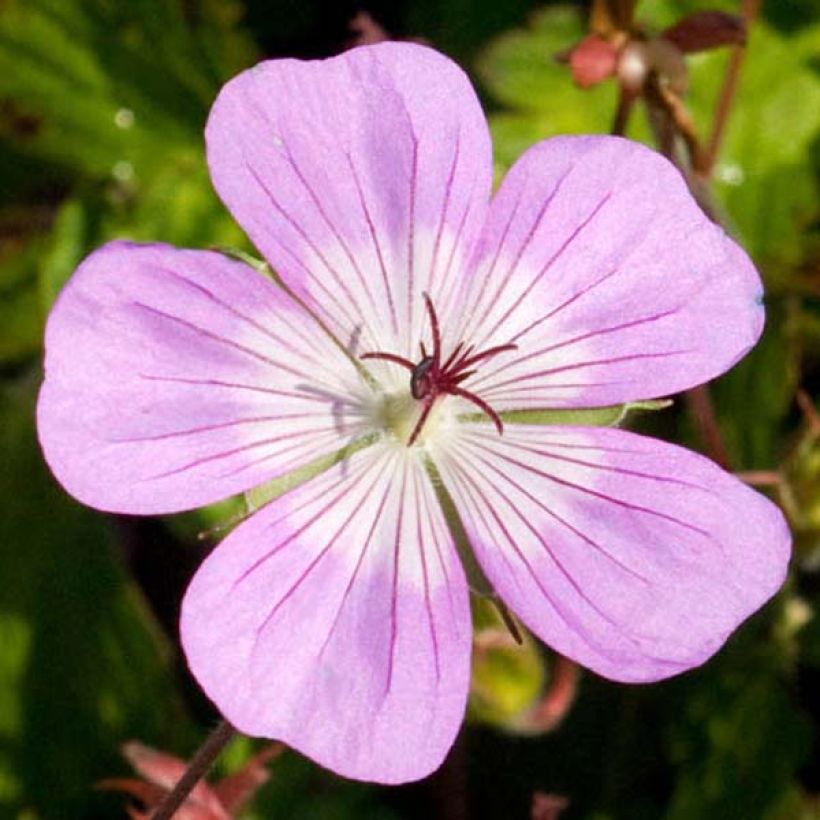 Geranium vivace Silvia's surprise (Floraison)