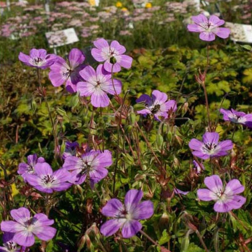 Geranium vivace Silvia's surprise (Port)