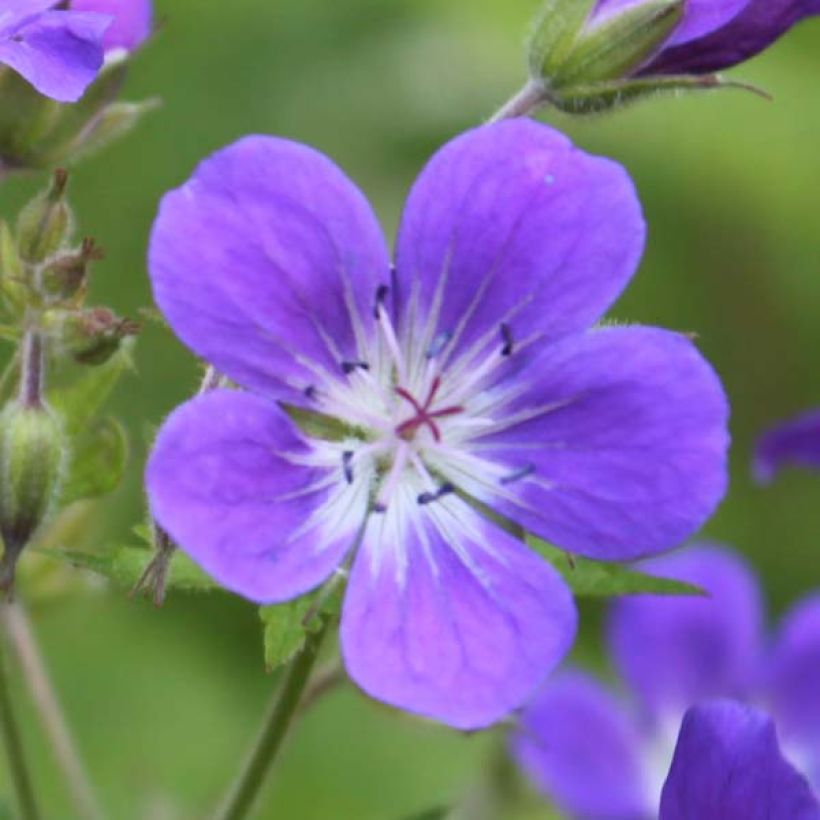 Geranium vivace sylvaticum Ice Blue (Floraison)