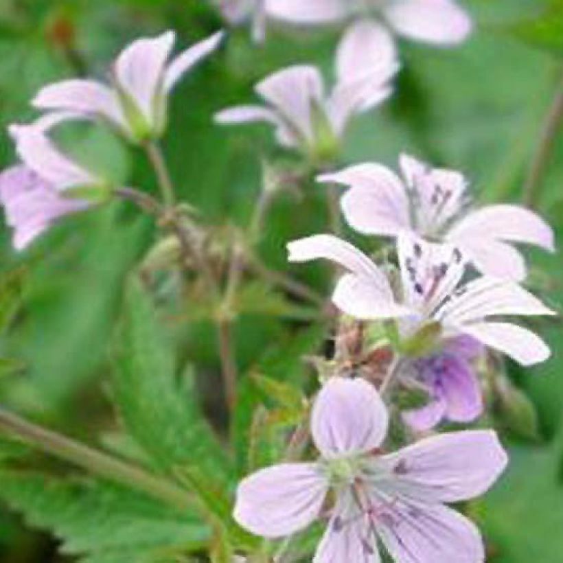 Géranium vivace sylvaticum var. wanneri (Floraison)