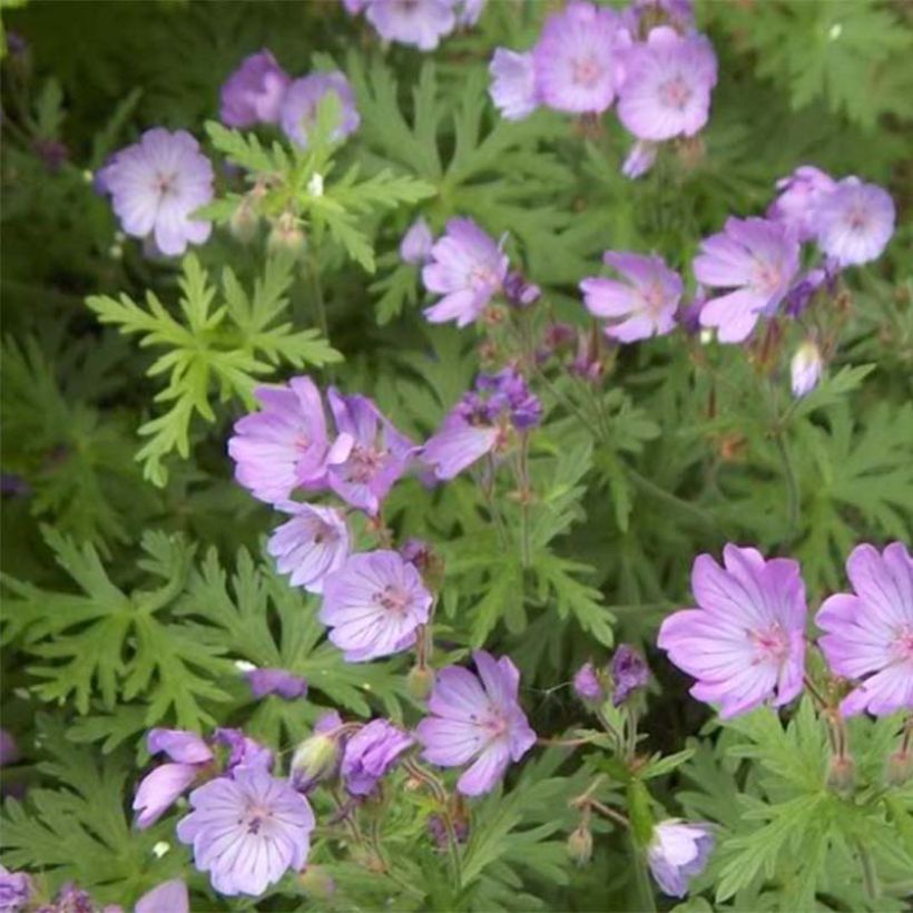 Géranium vivace tubéreux - Geranium tuberosum (Floraison)