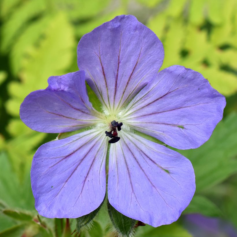 Géranium vivace Alaska (Floraison)