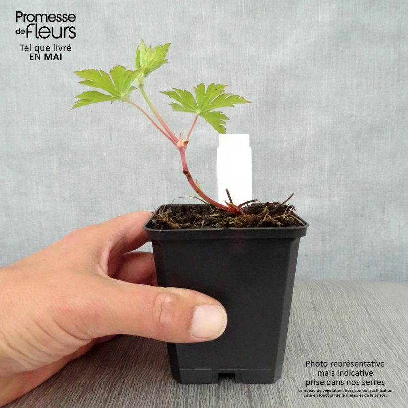 Spécimen de Géranium vivace Ann Folkard Godet de 9cm tel que livré au printemps