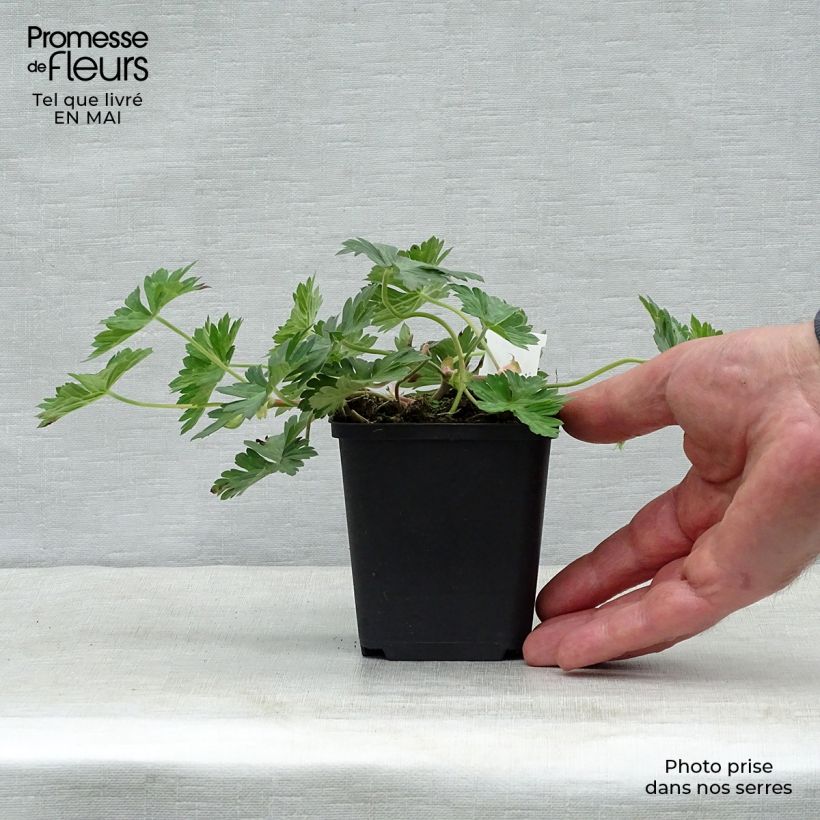 Spécimen de Géranium vivace Azure Rush Godet de 9cm tel que livré au printemps
