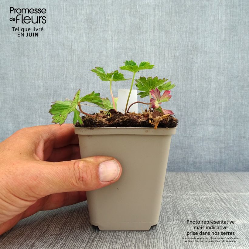 Spécimen de Géranium vivace Azure Rush Godet de 8/9 cm tel que livré en été