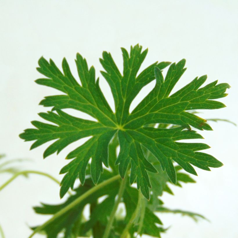 Geranium vivace Blue Cloud (Feuillage)