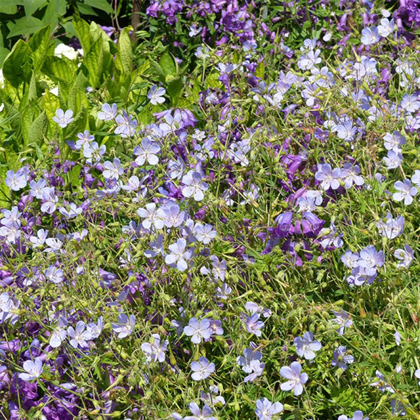 Geranium vivace Blue Cloud (Floraison)