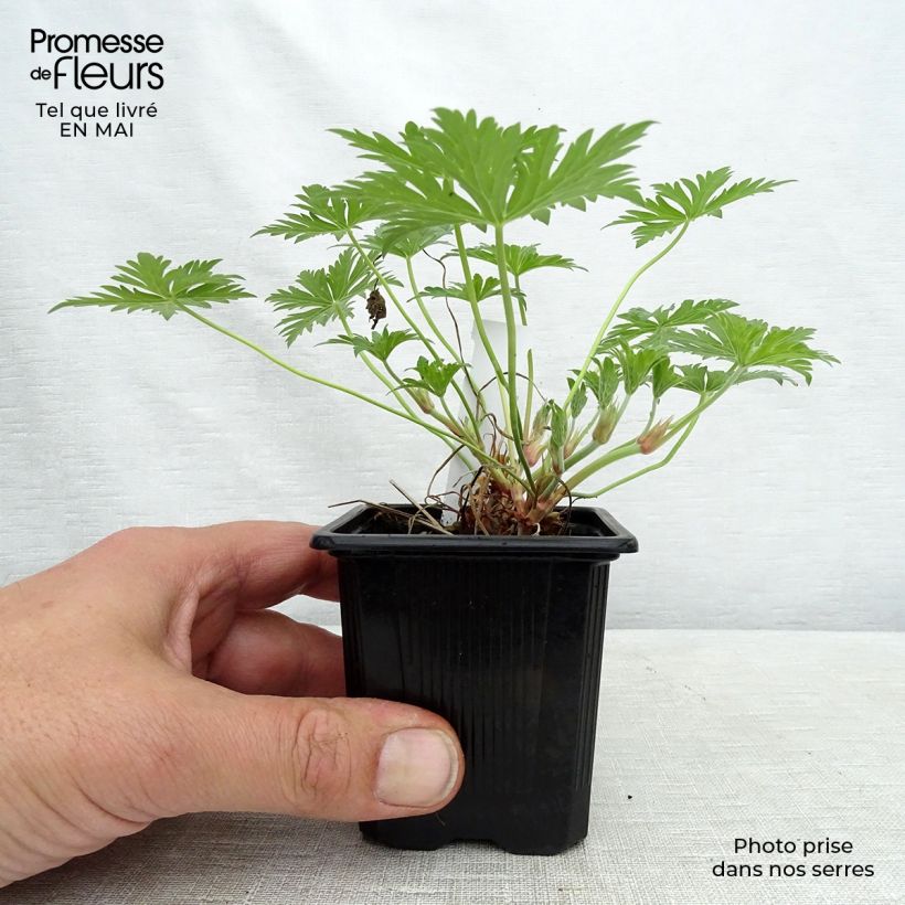 Spécimen de Geranium vivace Blue Cloud Godet de 8 cm tel que livré au printemps