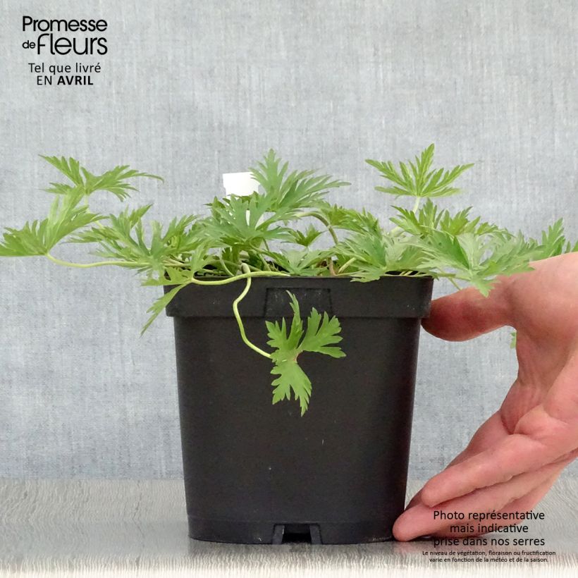Spécimen de Geranium vivace Blue Cloud Pot de 2/3 L tel que livré au printemps