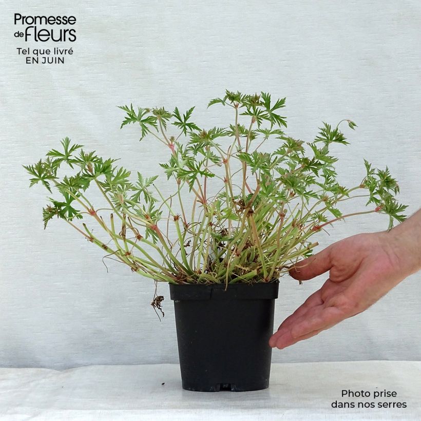 Spécimen de Geranium vivace Blue Cloud Pot de 2L/3L tel que livré en été