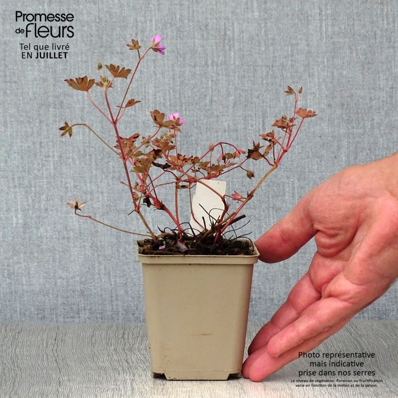 Spécimen de Geranium vivace Bob's Blunder Godet de 8/9 cm tel que livré en été