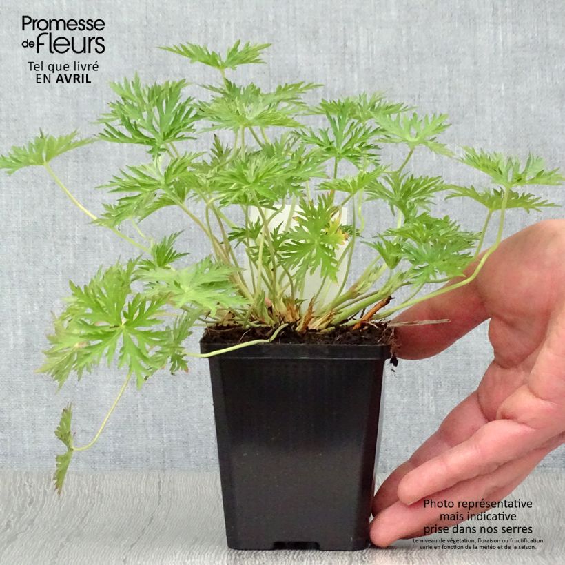 Spécimen de Géranium vivace Brookside - Géranium vivace hybride bleu  Godet de 8 cm tel que livré au printemps
