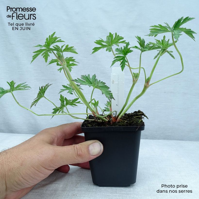 Spécimen de Géranium vivace Brookside - Géranium vivace hybride bleu  Godet de 8/9 cm tel que livré en été
