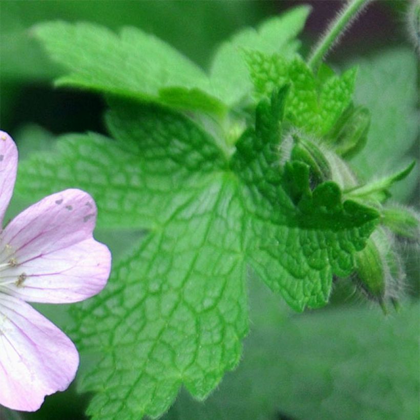 Geranium vivace Chantilly (Feuillage)