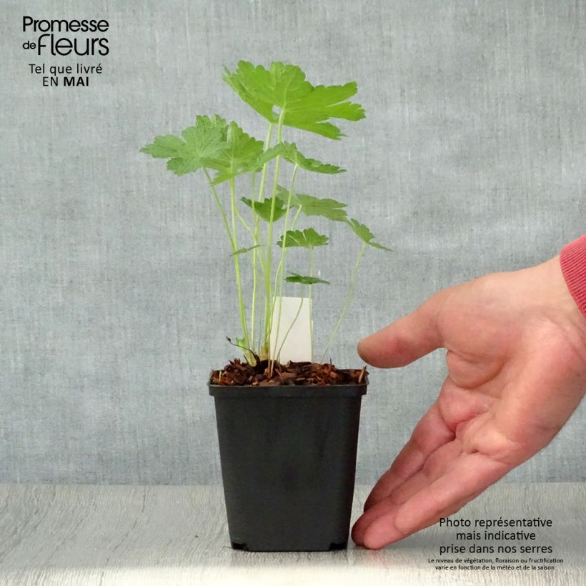 Spécimen de Geranium vivace Chantilly Godet de 9cm tel que livré au printemps
