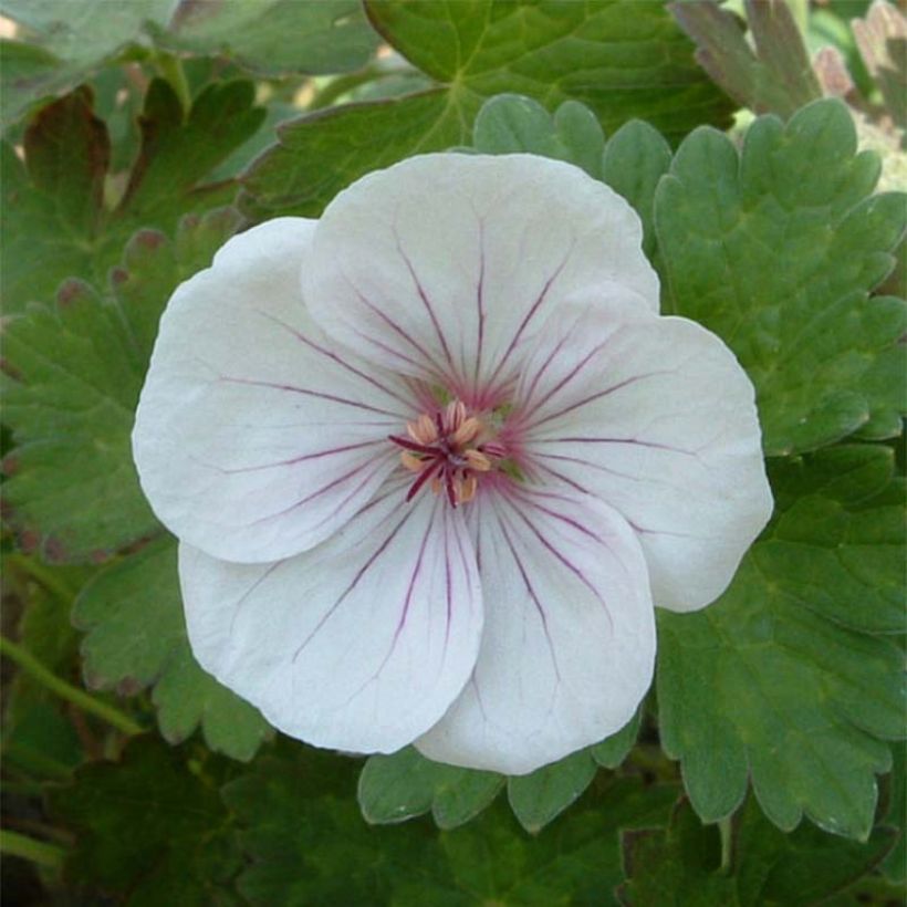Geranium vivace Coombland White (Floraison)