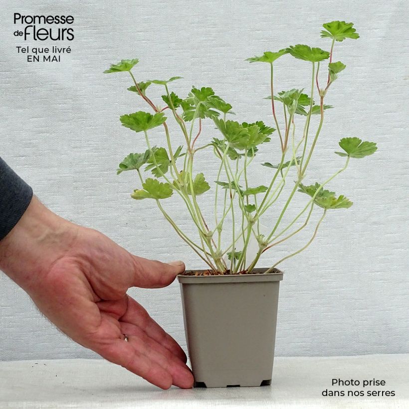 Spécimen de Geranium vivace Coombland White Godet de 9cm tel que livré au printemps