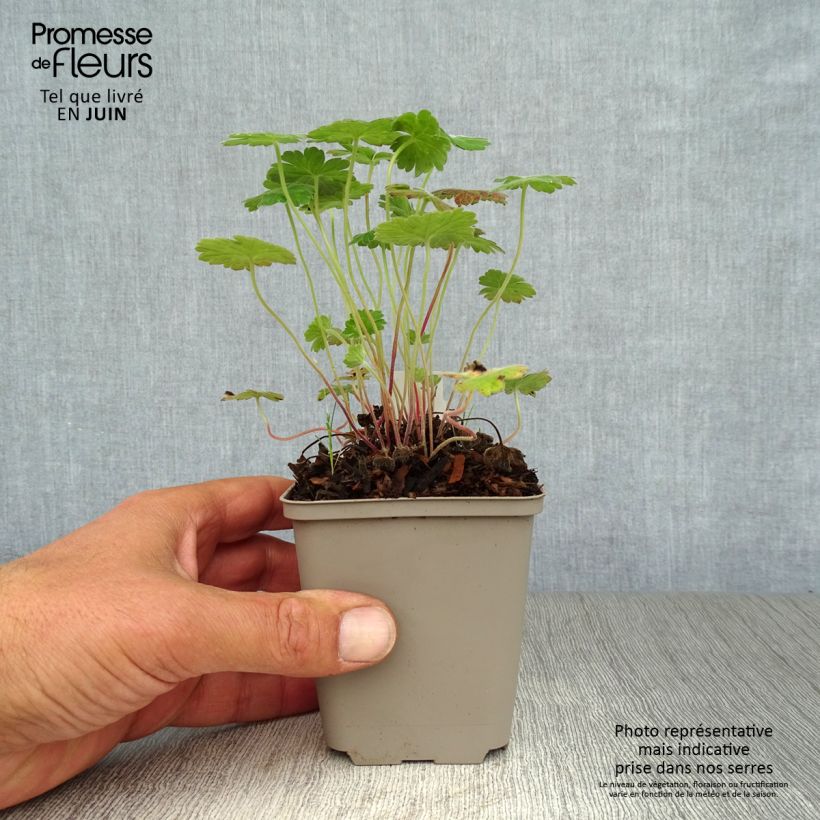 Spécimen de Geranium vivace Coombland White Godet de 8/9 cm tel que livré en été
