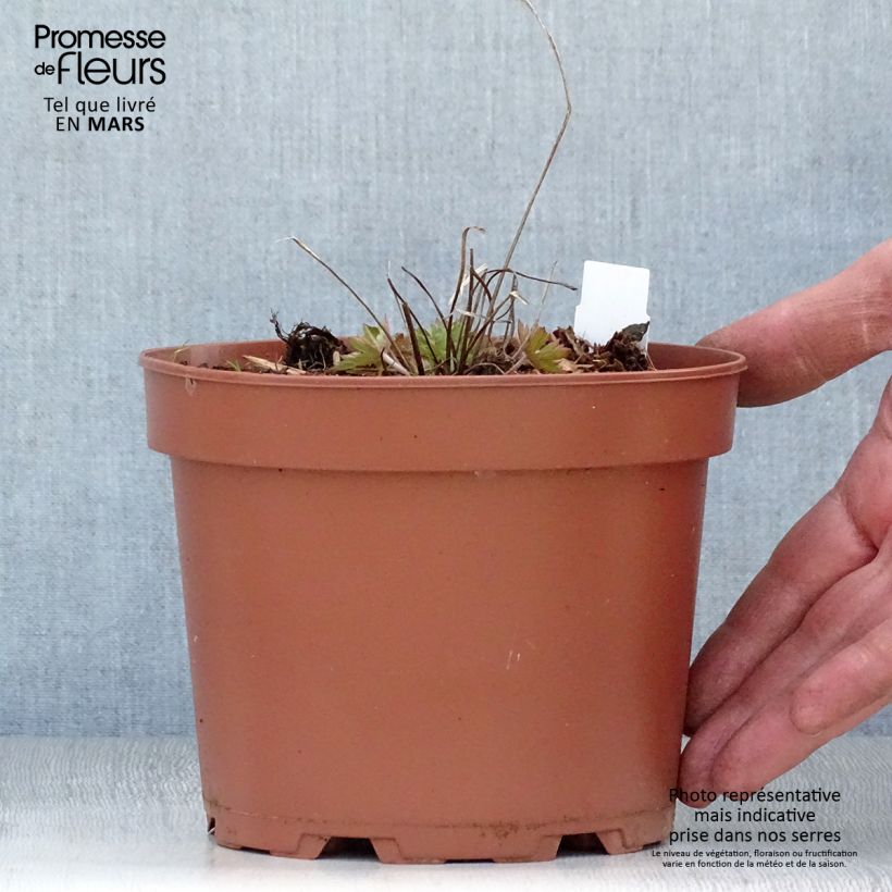 Spécimen de Géranium vivace Dragon Heart Pot de 2L/3L tel que livré au printemps