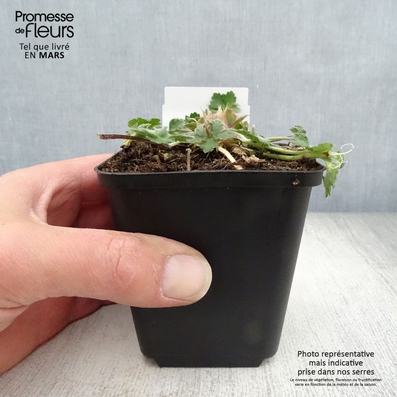 Spécimen de Géranium vivace Dreamland Godet de 9cm tel que livré au printemps