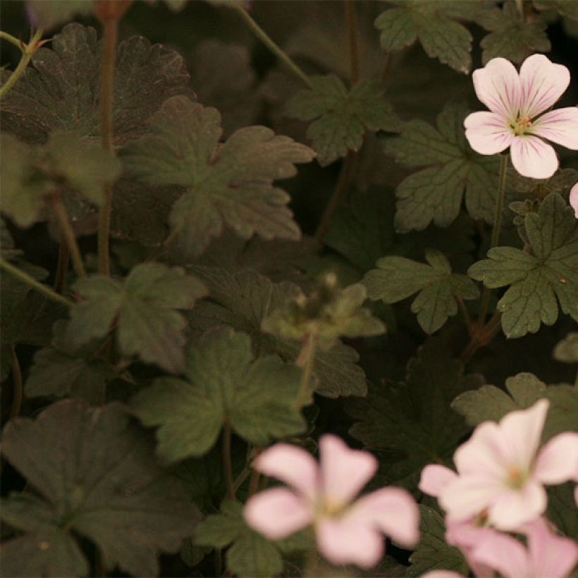 Geranium vivace Dusky Crug (Feuillage)