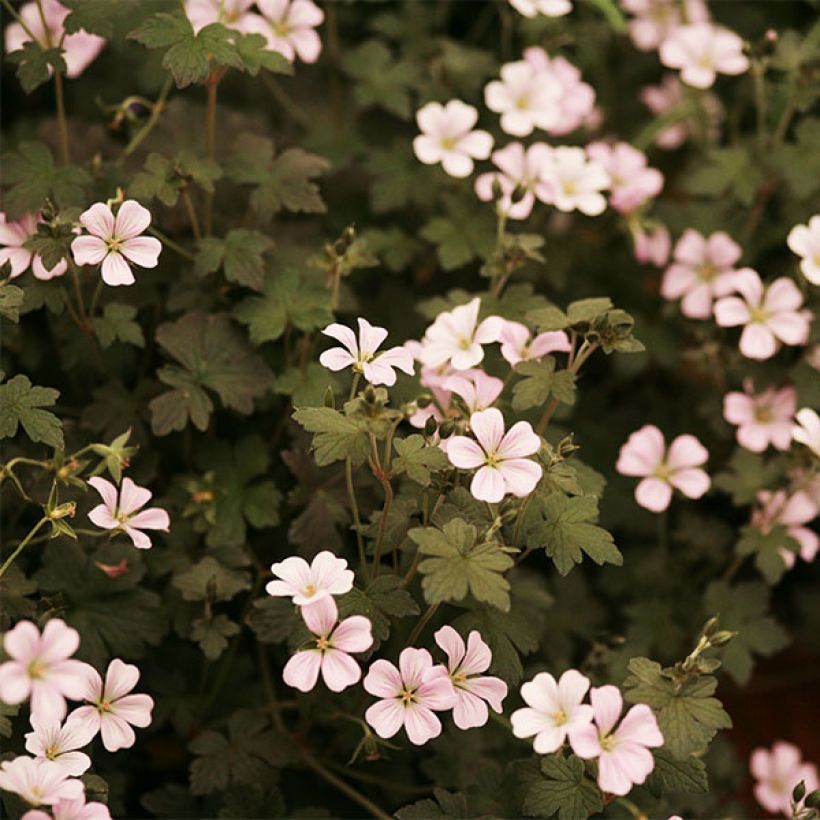 Geranium vivace Dusky Crug (Floraison)