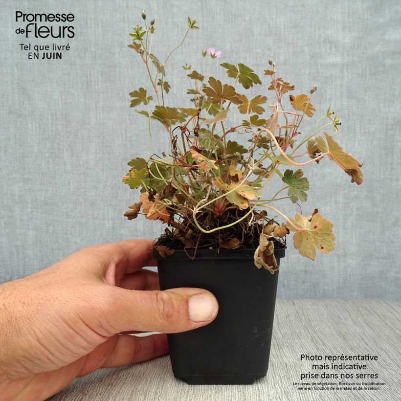 Spécimen de Geranium vivace Dusky Crug Godet de 8/9 cm tel que livré en été