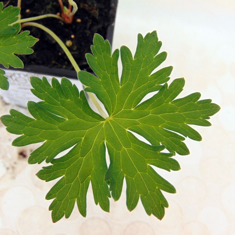 Geranium vivace Johnson's blue (Feuillage)