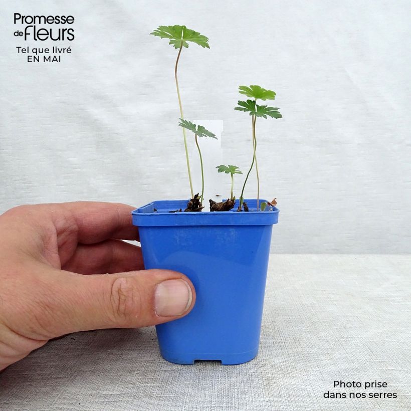 Spécimen de Geranium vivace Johnson's blue Godet de 8/9cm tel que livré au printemps