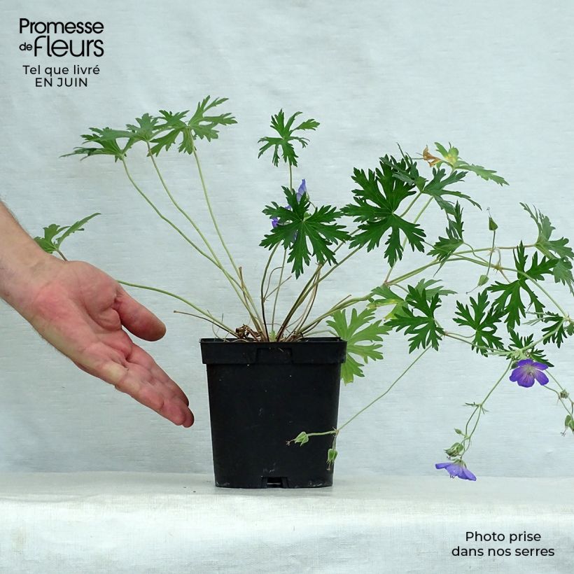 Spécimen de Geranium vivace Johnson's blue Pot de 2L/3L tel que livré en été