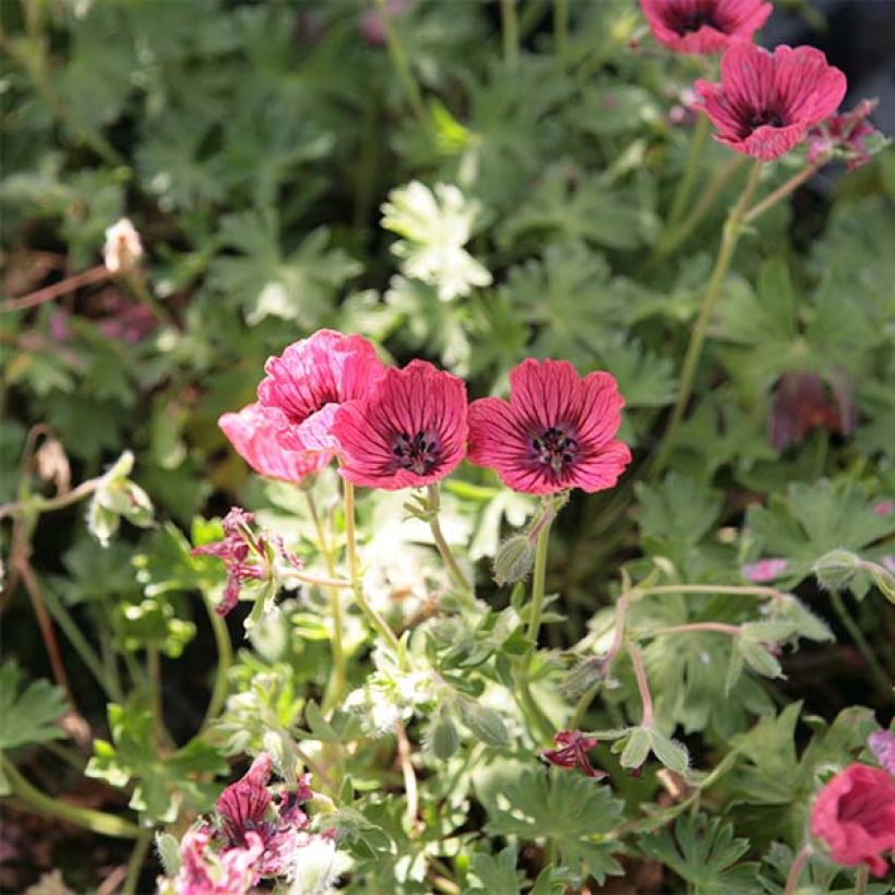 Geranium vivace cinereum Jolly Jewel Salmon (Floraison)